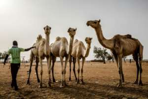 A Fulani man waits with his camels at a cattle market in Sokoto state, the last Nigerian town before the border with Niger. By Luis TATO (AFP)
