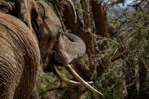A female African bush elephant munches on an acacia tree in Kenya's Lewa Wildlife Conservancy. By Tony KARUMBA (AFP)