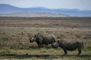 A female black rhino known as Sonia is pictured with her calf in the Lewa Wildlife Conservancy in Kenya. By Tony KARUMBA (AFP)