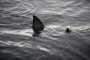 A great white shark photographed in the waters of Gansbaii near Cape Town a decade ago;  their number has drastically decreased.  By GIANLUIGI GUERCIA (AFP / Archive)