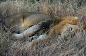A lion at Kruger National Park in South Africa where there are just 3,000 lions in the wild in the country's parks. By PIERRE-PHILIPPE MARCOU (AFP)