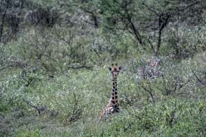 A Rothschild subspecies of giraffe on Lake Baringo faces the threat of rising lake waters. By TONY KARUMBA (AFP)