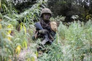 A Senegalese soldier walks through a field of cannabis seized from rebel fighters. By JOHN WESSELS (AFP)