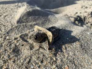 A small turtle in Florida has its head ensnared by a piece of plastic. By Handout (Gumbo Limbo Nature Center Inc/AFP/File)