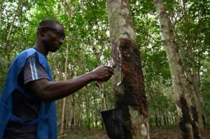A trainee learns how to bleed a hevea tree to harvest latex rubber. By ISSOUF SANOGO (AFP/File)