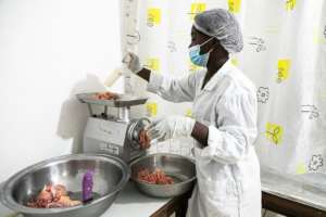 A trainee produces fish paste sausages from African bonytongue fish at a small processing plant in Douala. By Daniel Beloumou Olomo (AFP)
