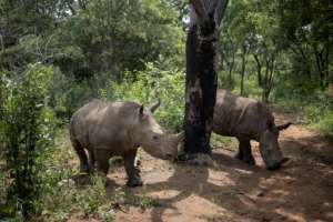 A unique center hidden in South Africa is dedicated to the rehabilitation of rhino orphans.  By Michele Spatari (AFP)