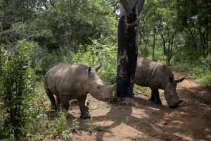 A unique centre hidden away in South Africa is dedicated to rehabilitating rhino orphans . By Michele Spatari (AFP)