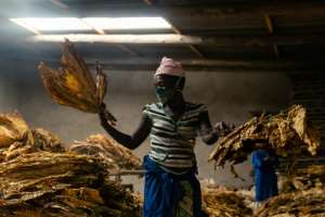 A woman grades cured tobacco leaves at a farm in Zimbabwe, where growers fear this seasons's sales will be hit by the pandemic. By Jekesai NJIKIZANA (AFP)