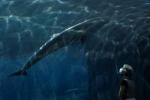 A woman wearing a face mask watches a dolphin swim at the Aquarium of Genoa, Italy, as the country eases its lockdown after over two months. By MARCO BERTORELLO (AFP)