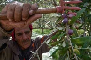A worker scrapes olives by hand from the branches to avoid damaging the trees. By Ryad KRAMDI (AFP)