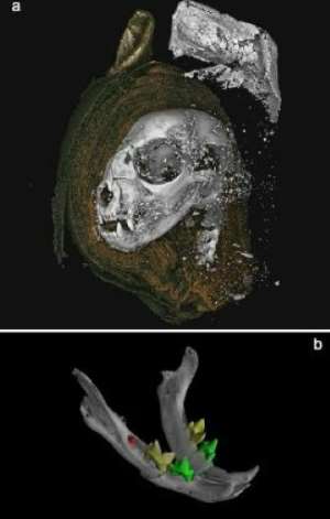 A 3D-scan of a mummifield cat head (top) and the cat's jaw (bottom). By Richard Johnston (SWANSEA UNIVERSITY/AFP)