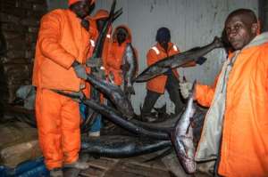 Sierra Fishing Company agents and a police officer inspect one of the cold storage rooms stored during the ban. By Saidu BAH (AFP / File)