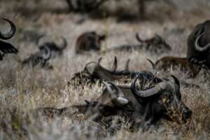 African buffalos rest in the Lewa Wildlife Conservancy. By Tony KARUMBA (AFP)