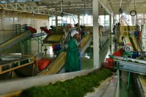 After prices plummeted for tea produced in the traditional 'crush, tear and curl' way, some have shifted to what is known as orthodox tea production, a gentler, slower way of tea making resulting in a whole leaf. By TONY KARUMBA (AFP)