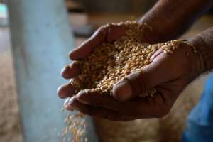 Aid agencies estimate that crop production has dropped by 95 percent in parts of Hasakeh region, compared to last year raising alarm about food security in war-torn Syria where 60 percent of people already struggle to buy food. By Delil SOULEIMAN (AFP)