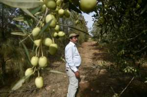 Alileche stands in his grove during harvest -- the trees have never been treated chemically, he says. By Ryad KRAMDI (AFP)