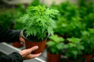 An artemisia plant. By Fabrice COFFRINI (AFP/File)