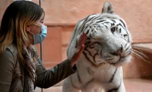 An employee interacts with a Bengal tiger named Shere Khan through the glass wall of an enclosure at the private zoo