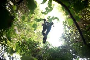 An entomologist climbs a tree to observe the leaves of a toxic creeper believed to be a host plant for the giant butterfly. By FLORENT VERGNES (AFP)