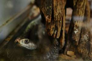 An estimated 81,000-138,000 people die of snakebites annually, according to the World Health Organization. By TONY KARUMBA (AFP)