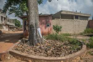 An iroko tree, where people people in Porto-Novo make offerings to Ogou, the god of metal. If a loved-one dies from contact with metal, such as in a car accident or a shooting, relatives hang up a garment of the victim to ease the god's anger.. By Yanick Folly (AFP)