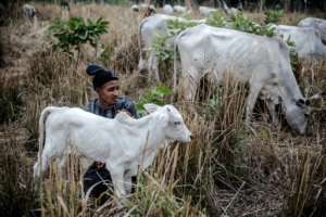 Ancient and modern: Pastoral herding in Nigeria has a future, provided it gets infrastructure support and help to boost productivity, say experts. By Luis TATO (AFP)