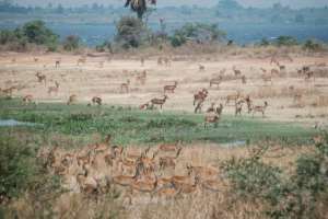 Antilopes in Murchison Falls National Park. By Yasuyoshi CHIBA (AFP/File)