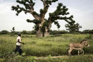 Bandia forest has had protected status since 1933 and is home to a wildlife reserve. By JOHN WESSELS (AFP)