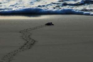 Baby sea turtles are their most vulnerable when they first hatch and make the run for the sea. By CHAIDEER MAHYUDDIN (AFP/File)
