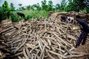 Between 2005 and 2015, Benin's forest cover was reduced by more than 20 percent, according to the World Bank.  By Yanick Folly (AFP)