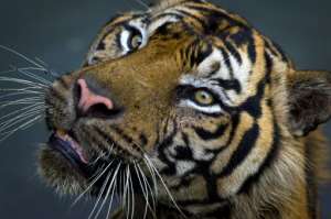 Big cats have lost more than 90 percent of their historic range and population. By Romeo GACAD (AFP/File)