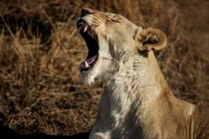 Big game -- here, a lioness -- seen during a guided safari tour at the Dinokeng Game Reserve outside Pretoria. By Michele Spatari (AFP)