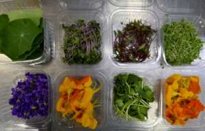 Boxes of edible leaves and flowers are pictured in Tunisian chef Bassem Bizid's kitchen to be used to prepare dishes at a luxury hotel in Gammarth, an upscale northern suburb of the capital Tunis. By FETHI BELAID (AFP)