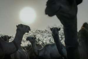 Camels stand in their pens as they wait to be released to pasture at the International Livestock Research Institute (ILRI) ranch. By TONY KARUMBA (AFP)