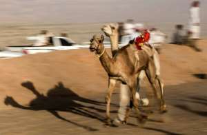 Camels with robot jockeys run on a dirt track during a race in Egypt's South Sinai desert. By Khaled DESOUKI (AFP)