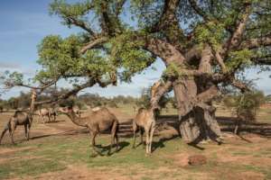 Camels tuck into fresh baobab leaves in Barkedji. The animals have been herded in by Mauritanians, who head south into Senegal at this time because the rains there come earlier than at home. By JOHN WESSELS (AFP)