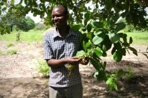 Cashew farmer Armendo Joaquim Balanca reaps the fruit of Mozambique's cashew revival