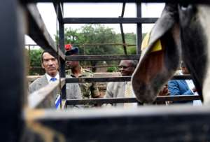 Cattle gift: Khama looks at one of the 143 cows he has received as a parting present