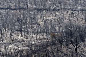 Charred trees stretch as far as the eye can see in Tizi Ouzou district, east of the Algerian capital. By Ryad KRAMDI (AFP)