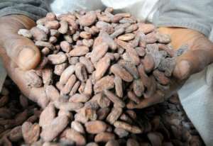 Coming to a chocolate bar near you: cacao bean pods, which are processed into cocoa. By ISSOUF SANOGO (AFP)