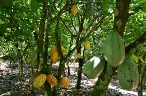 Cocoa is a fragile and perishable commodity, complicating storage. By Issouf SANOGO (AFP/File)