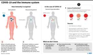 COVID-19 and the immune system. By (AFP)