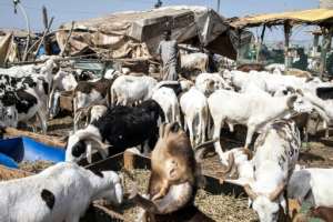 Dakar's largest ruminants' market does a roaring trade over the festival period, supplying half of the 260,000 sheep consumed in the city. By JOHN WESSELS (AFP)