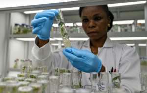 Delicate work: A technician at the WAVE laboratory checks cultures of cassava.  By Sia KAMBOU (AFP)