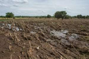 Destroyed: The floods devastated the cornfields. Harvesting is only expected in two months. By AMOS GUMULIRA (AFP)