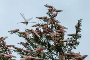 Desert locusts cover the tree tops in Meru, Kenya. The insects are pink in this early stage of development - and at their most voracious. By Yasuyoshi CHIBA (AFP)