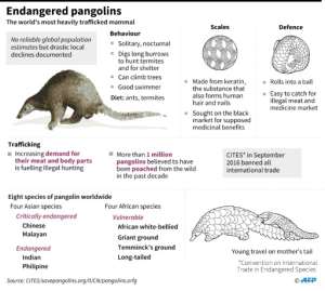 Graphic on pangolins, the world's most heavily trafficked mammals.. By AFP (AFP)