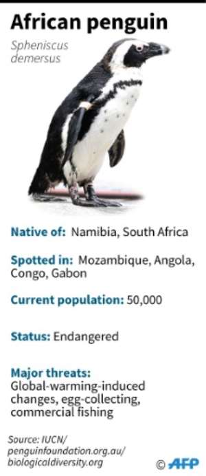Fact sheet on the African penguin. By John SAEKI (AFP)