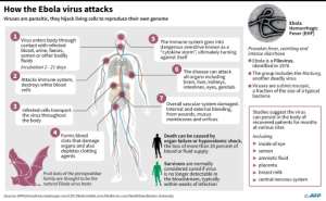 Factfile on the Ebola virus. By John Saeki/Adrian Leung (AFP)
